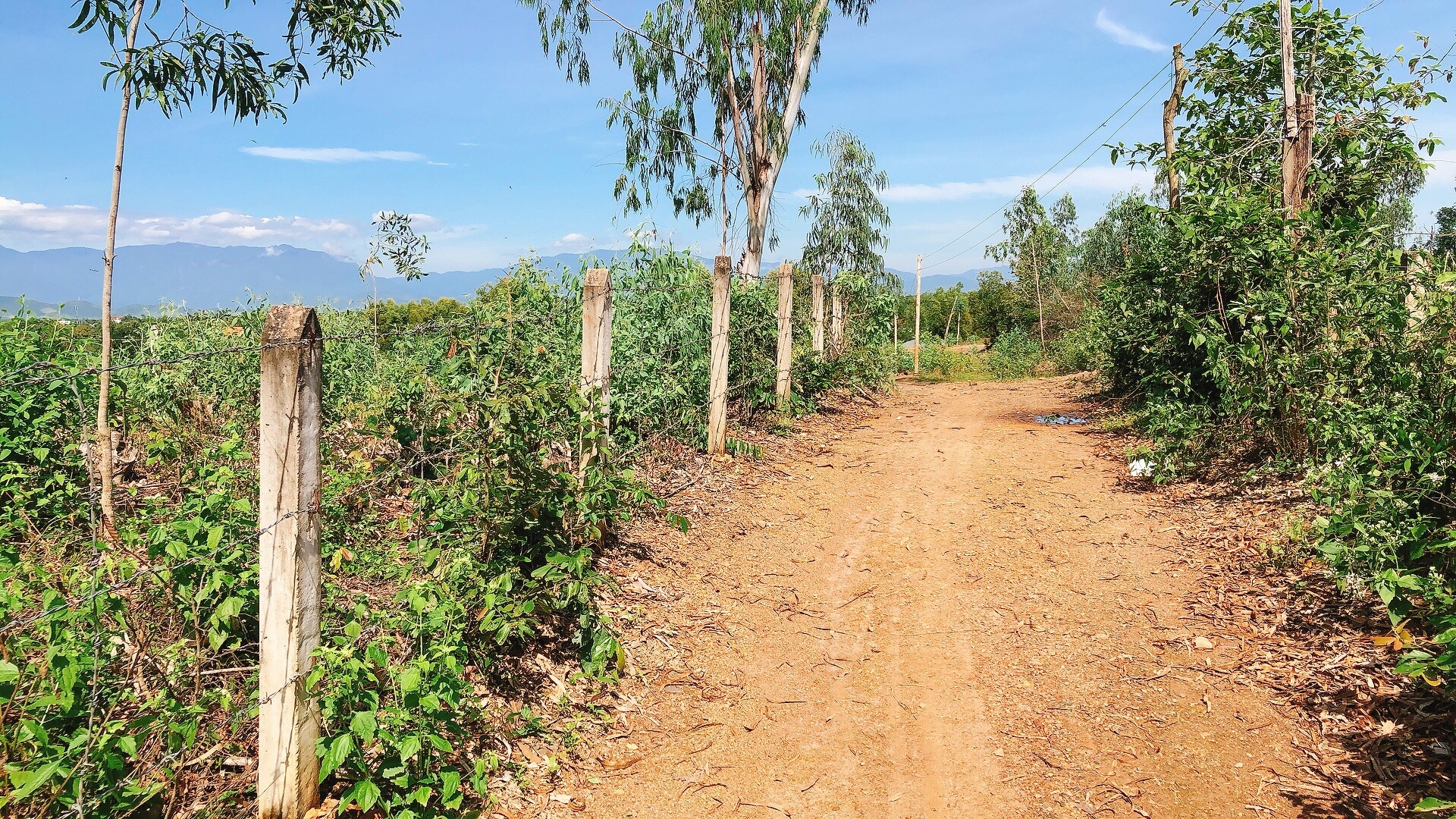 Ban Trang Trai Thon My Loi Ninh Tan Ninh Hoa Khanh Hoa 3