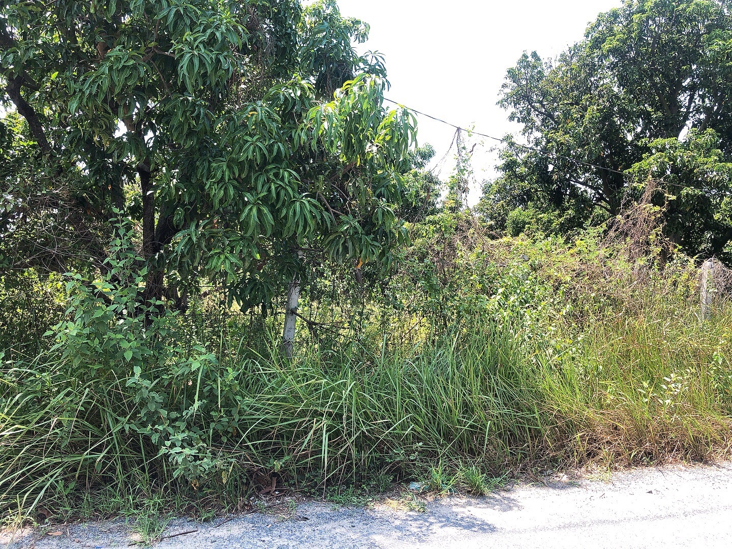 Ban Lo Dat Cln Quy Hoach Duoc Odt Tdp Tan Hoa 2 Cam Duc Cam Lam Khanh Hoa 3