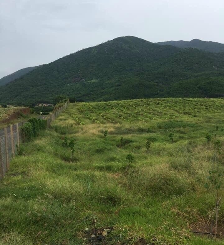 Ban Ray Quy Hoach Duoc Cln Thon Tan Hung Ninh Hung Ninh Hoa Khanh Hoa 4