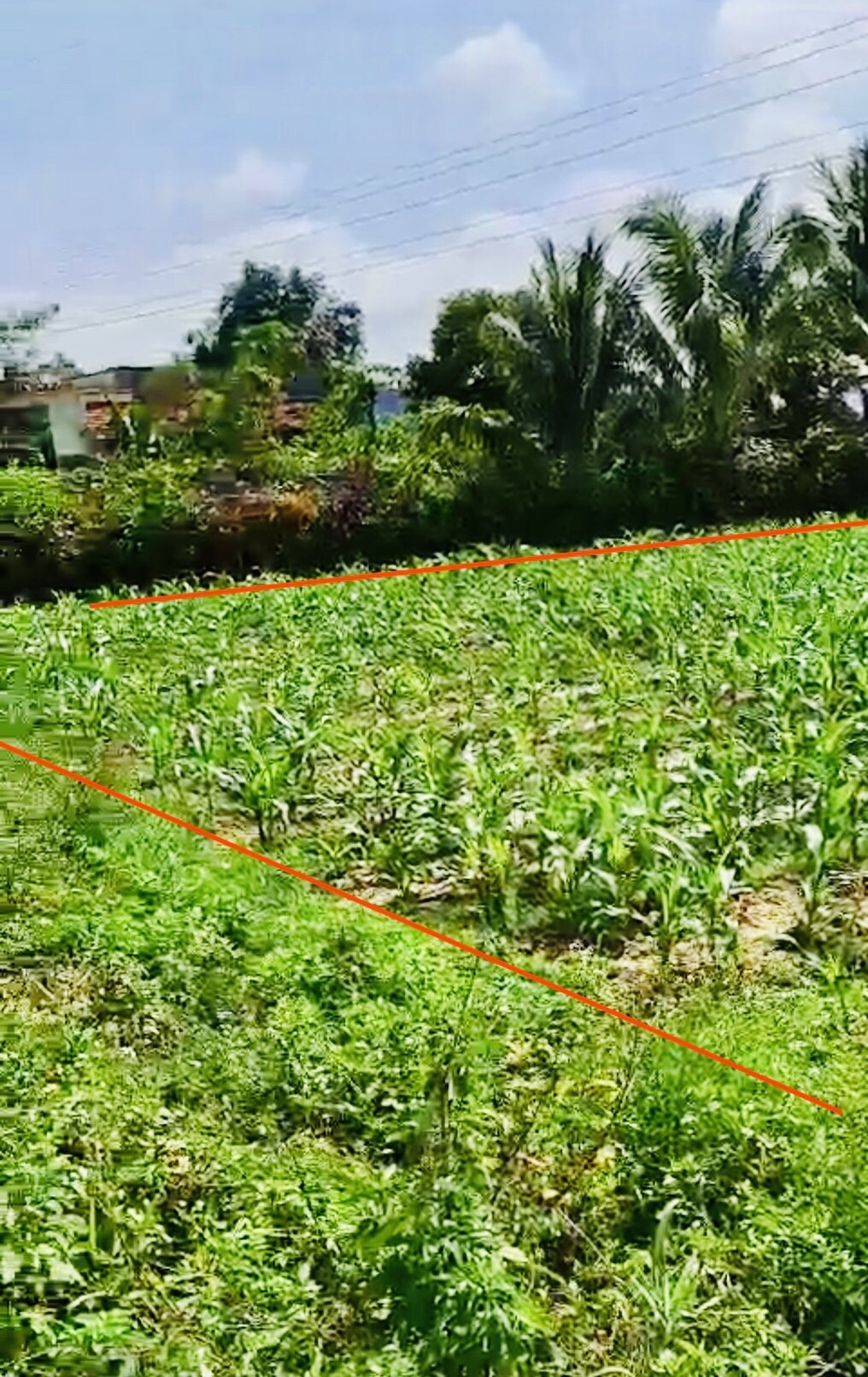 Ban Ruong Quy Hoach Full Tho Cu Thon Phu Gia Ninh An Ninh Hoa Khanh Hoa 3